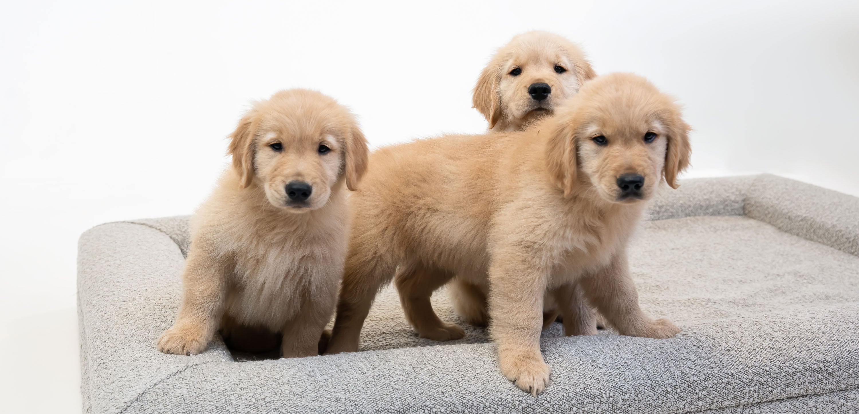 How to Wash a Dog Bed: Guide to Washing a Dog Bed in Washing Machine