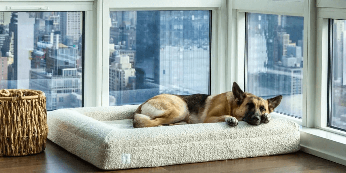 German shepherd resting on extra large dog bed