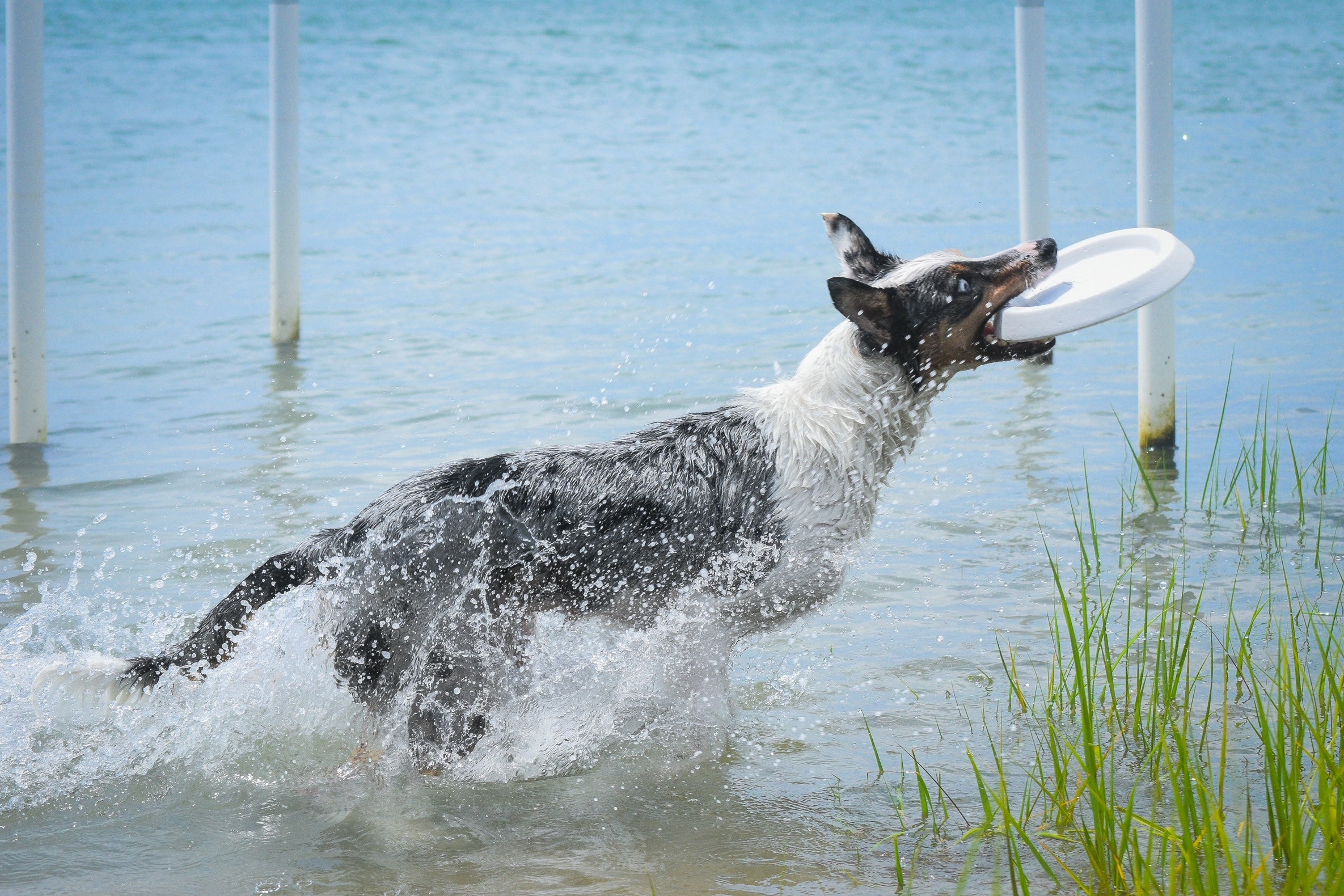 Unleash the Fun: The Bluewater Dog Floating Waterproof Foam Frisbee