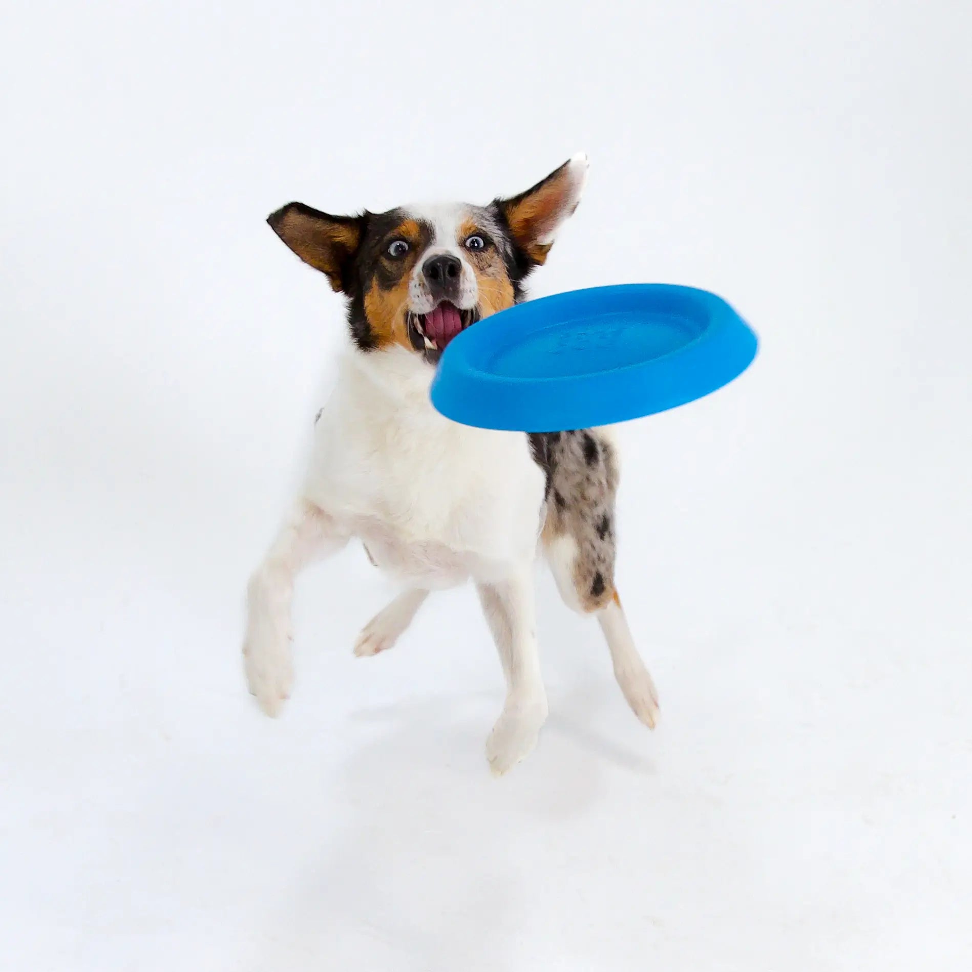 Floating, Waterproof, Durable Foam Bluewater Dog Frisbee in Blue