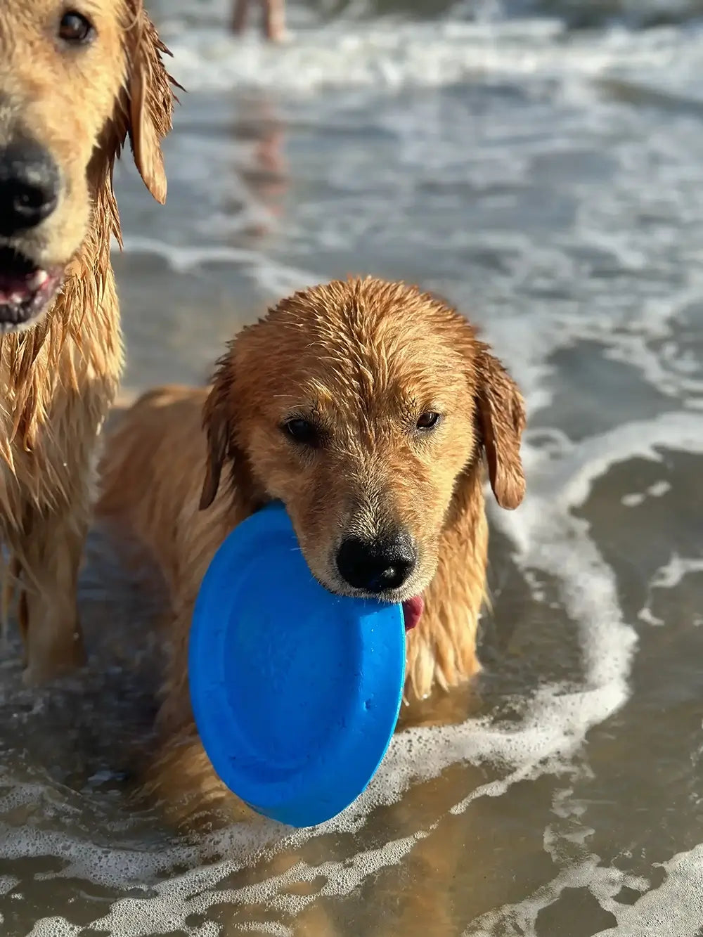 Golden Retriever holding a blue waterproof foam frisbee playing in the ocean.