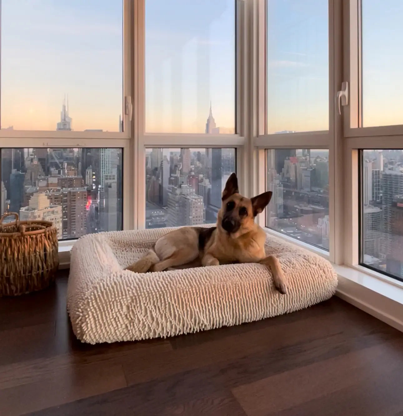 German Shepherd laying on top of a cream-colored shaggy towel cover on top of an orthopedic memory foam rectangular dog bed with bolsters.