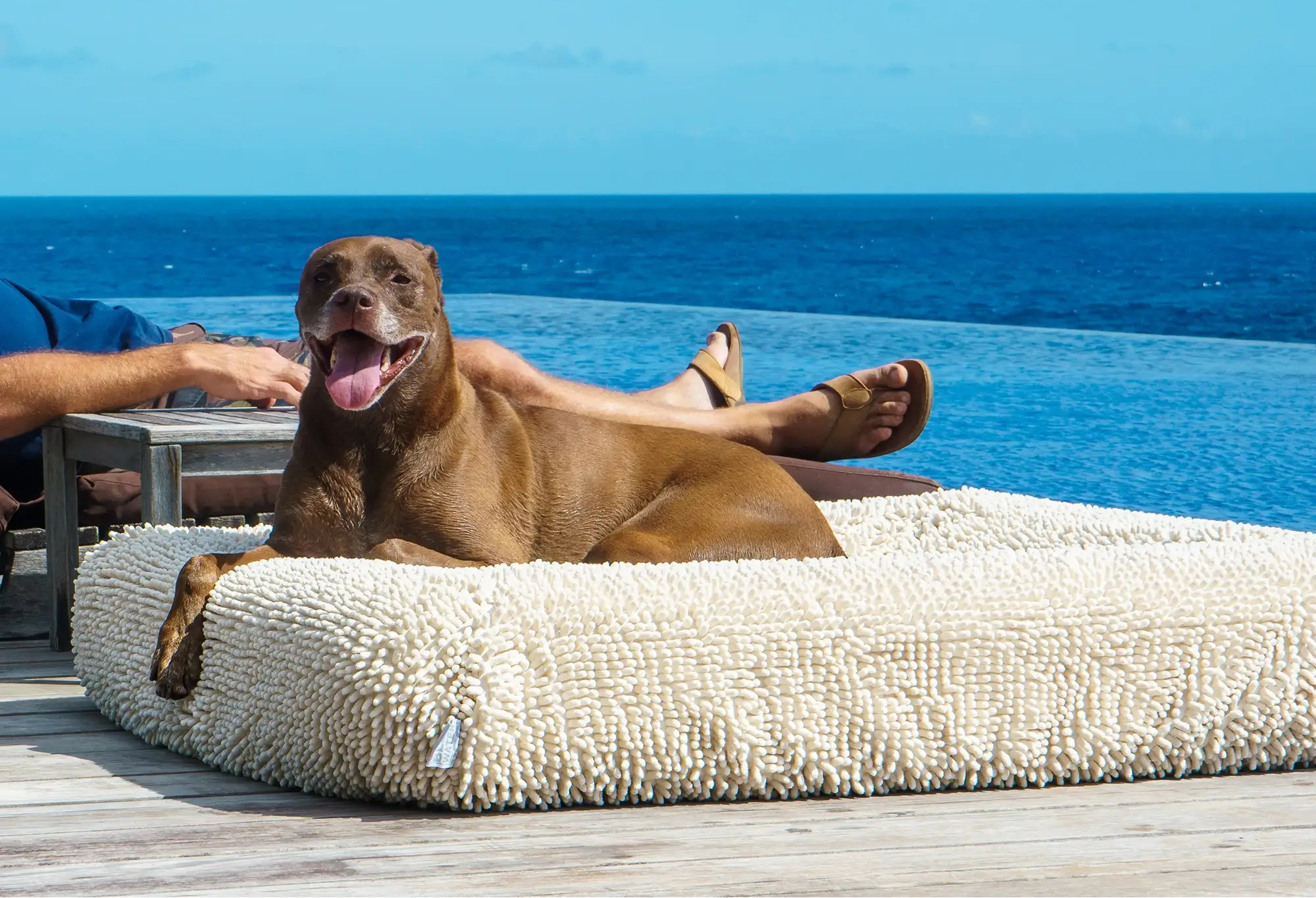 Dog laying on top of a cream-colored shaggy towel cover on top of an orthopedic memory foam rectangular dog bed with bolsters by a pool overlooking the ocean.