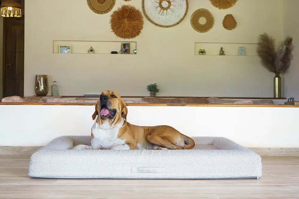 Bloodhound laying on an extra large, cloud-colored orthopedic memory foam boucle dog bed.