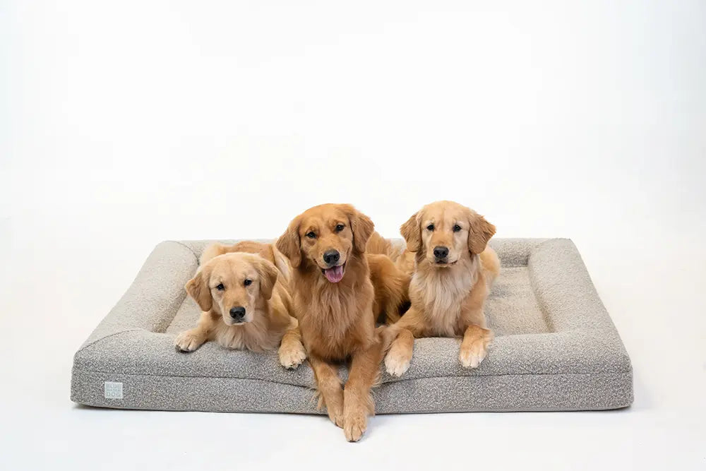 Three Golden Retrievers laying on an extra large, sand-colored orthopedic memory foam boucle dog bed.