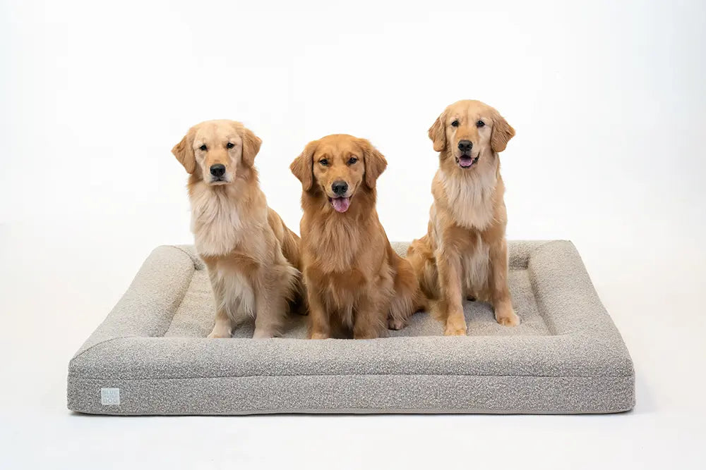 Three Golden Retrievers sitting on an extra large, sand-colored orthopedic memory foam boucle dog bed.