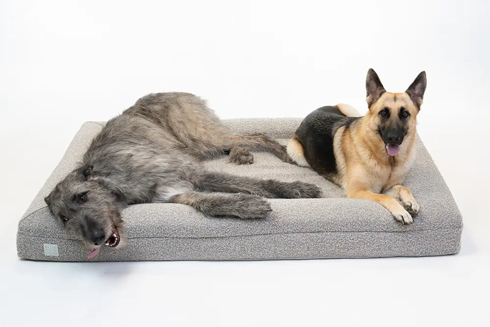 Irish Wolfhound and German Shepherd laying on an extra large, sand-colored orthopedic memory foam boucle dog bed.