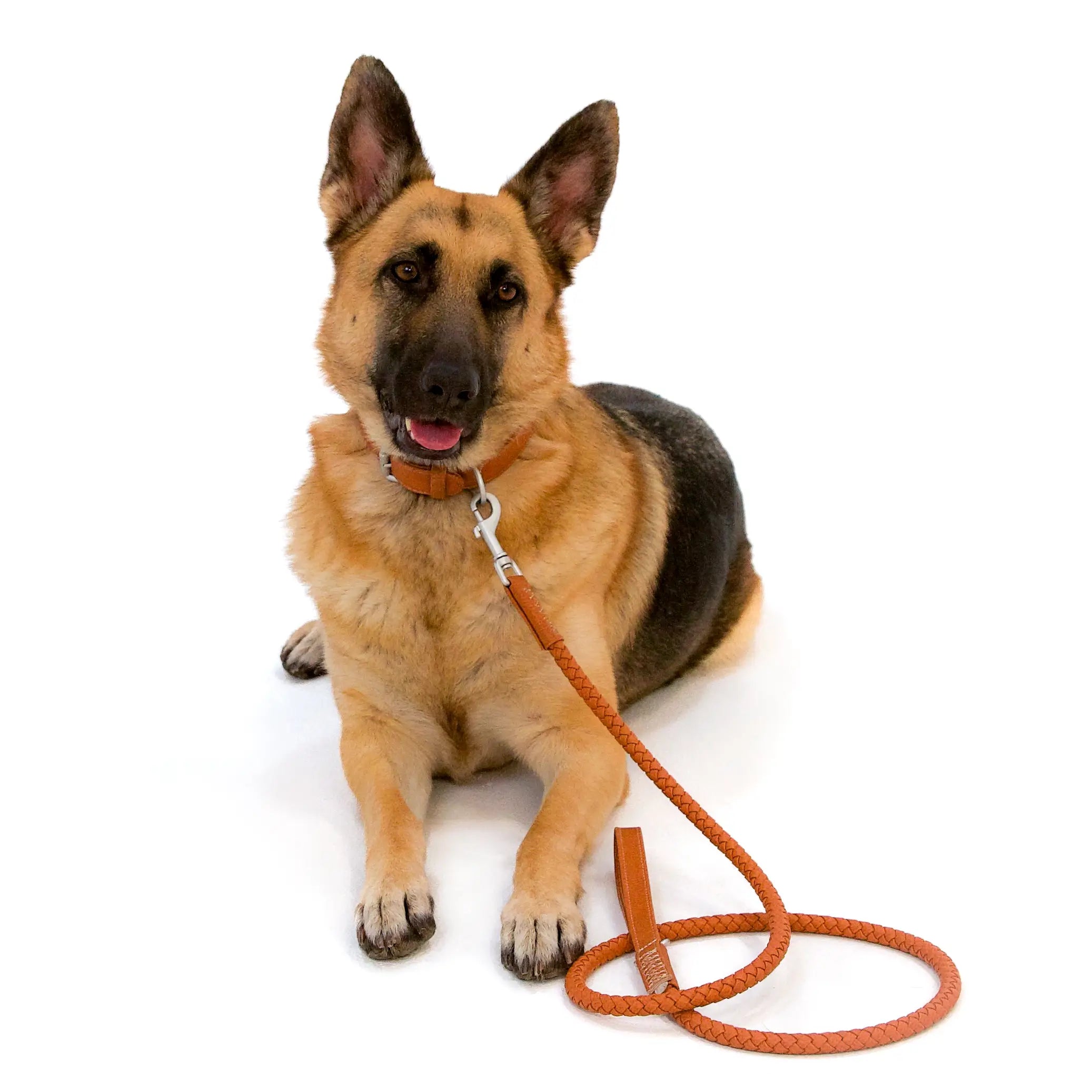 Bluewater Dog Leash in Fox