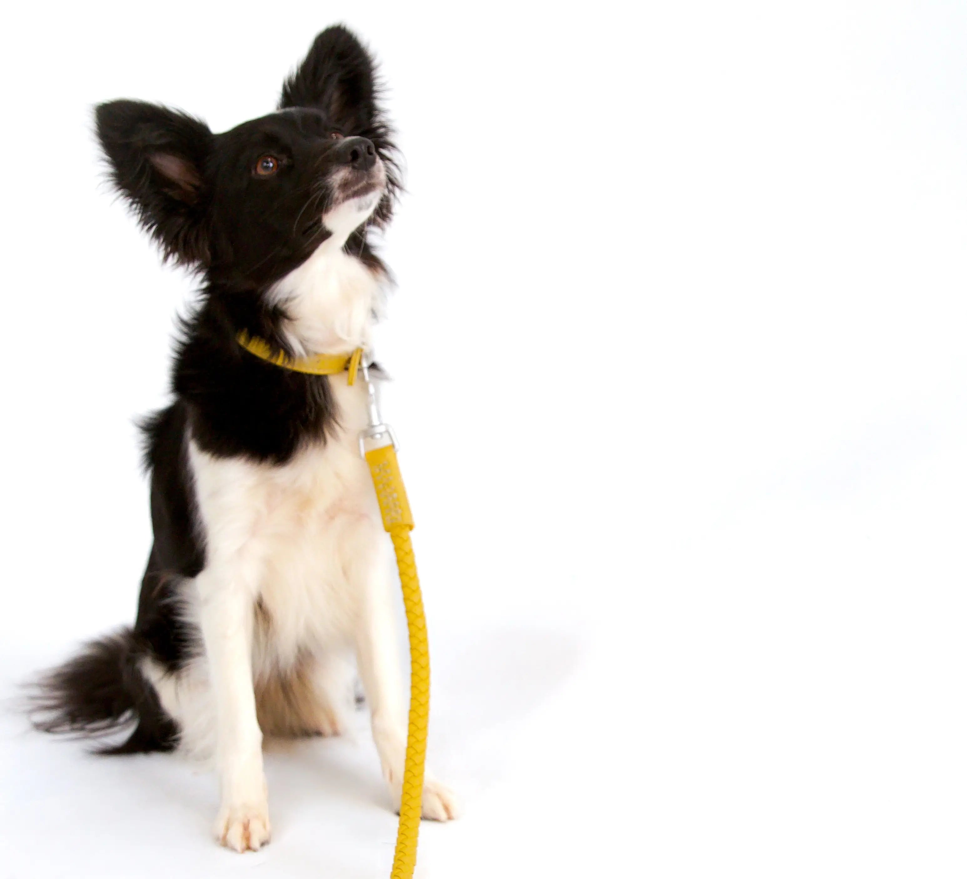 Bluewater Dog Collar in Honey