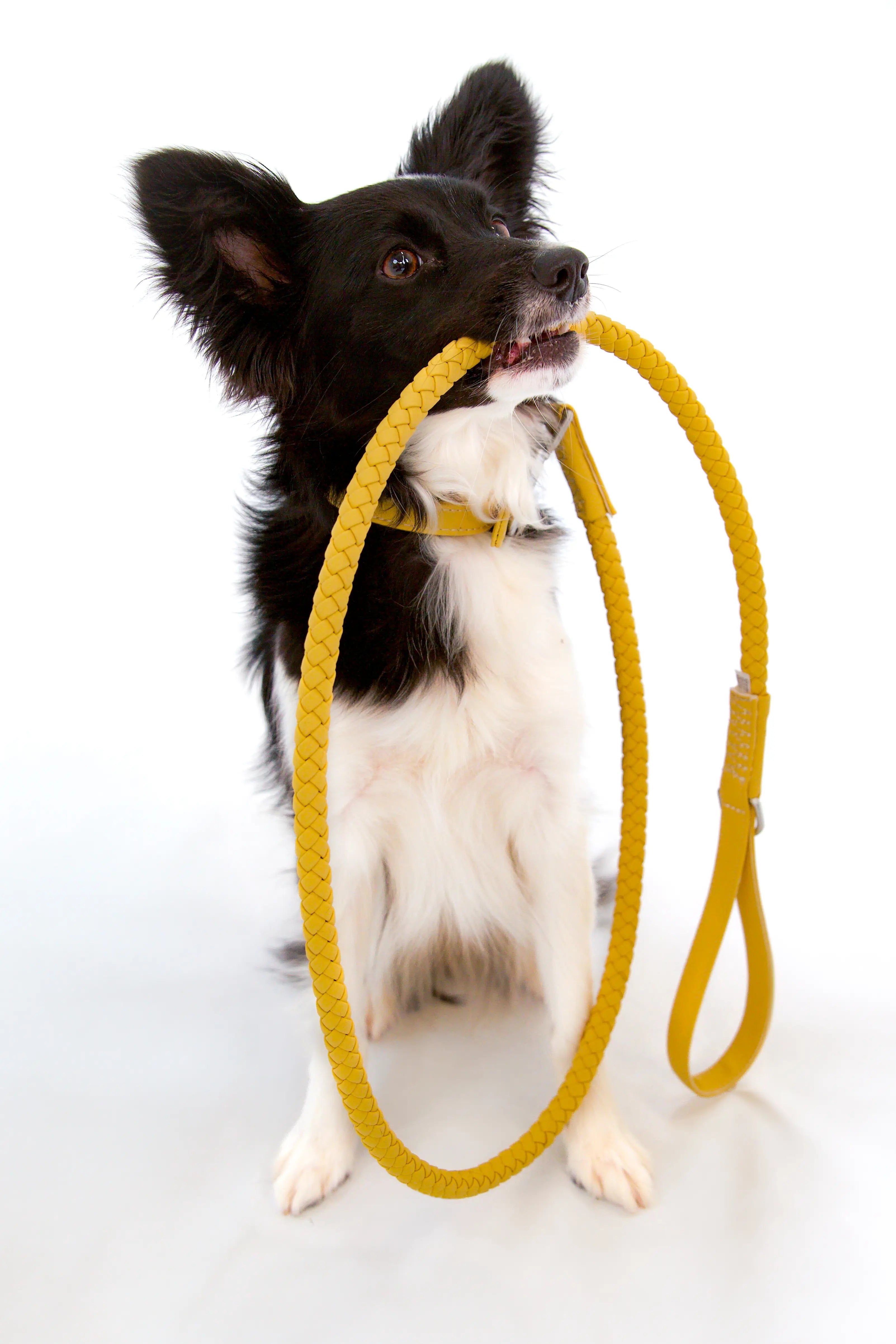 Bluewater Dog Leash in Honey