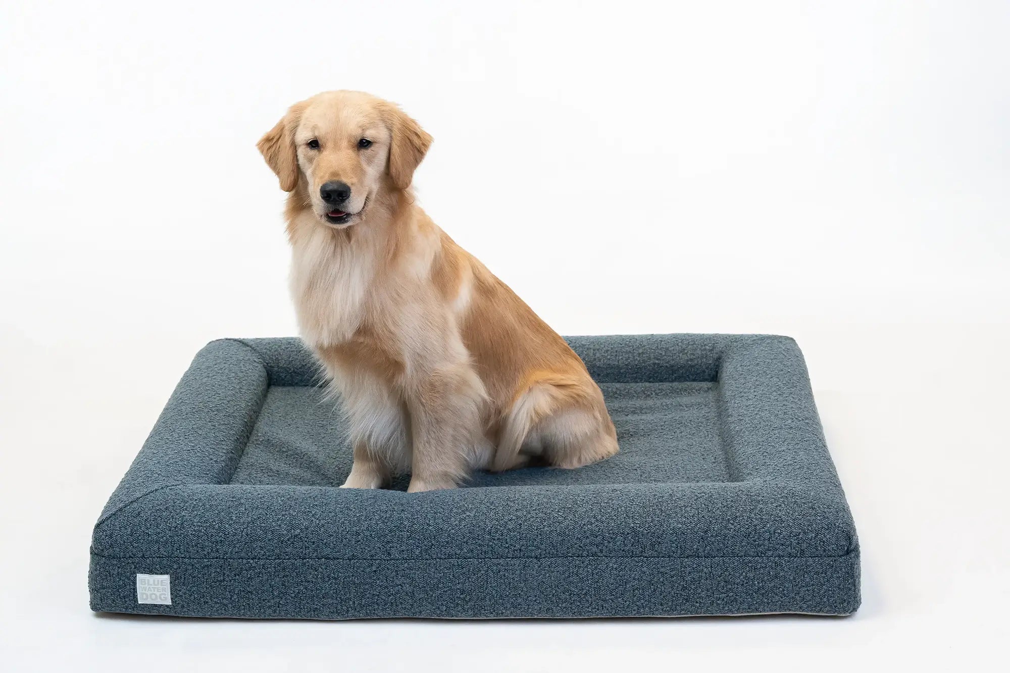 Golden Retriever sitting on a large, blue-colored orthopedic memory foam boucle dog bed.