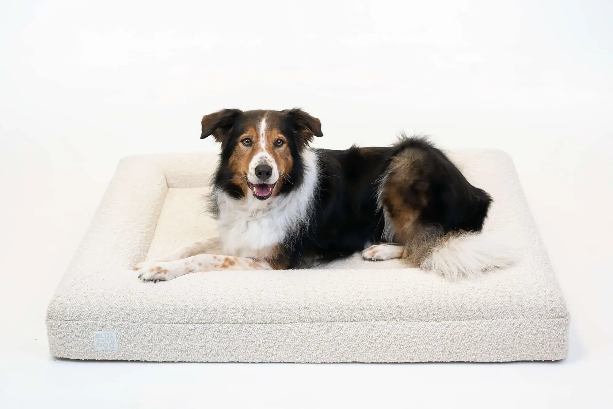 Border Collie laying on a large, cloud-colored orthopedic memory foam boucle dog bed.