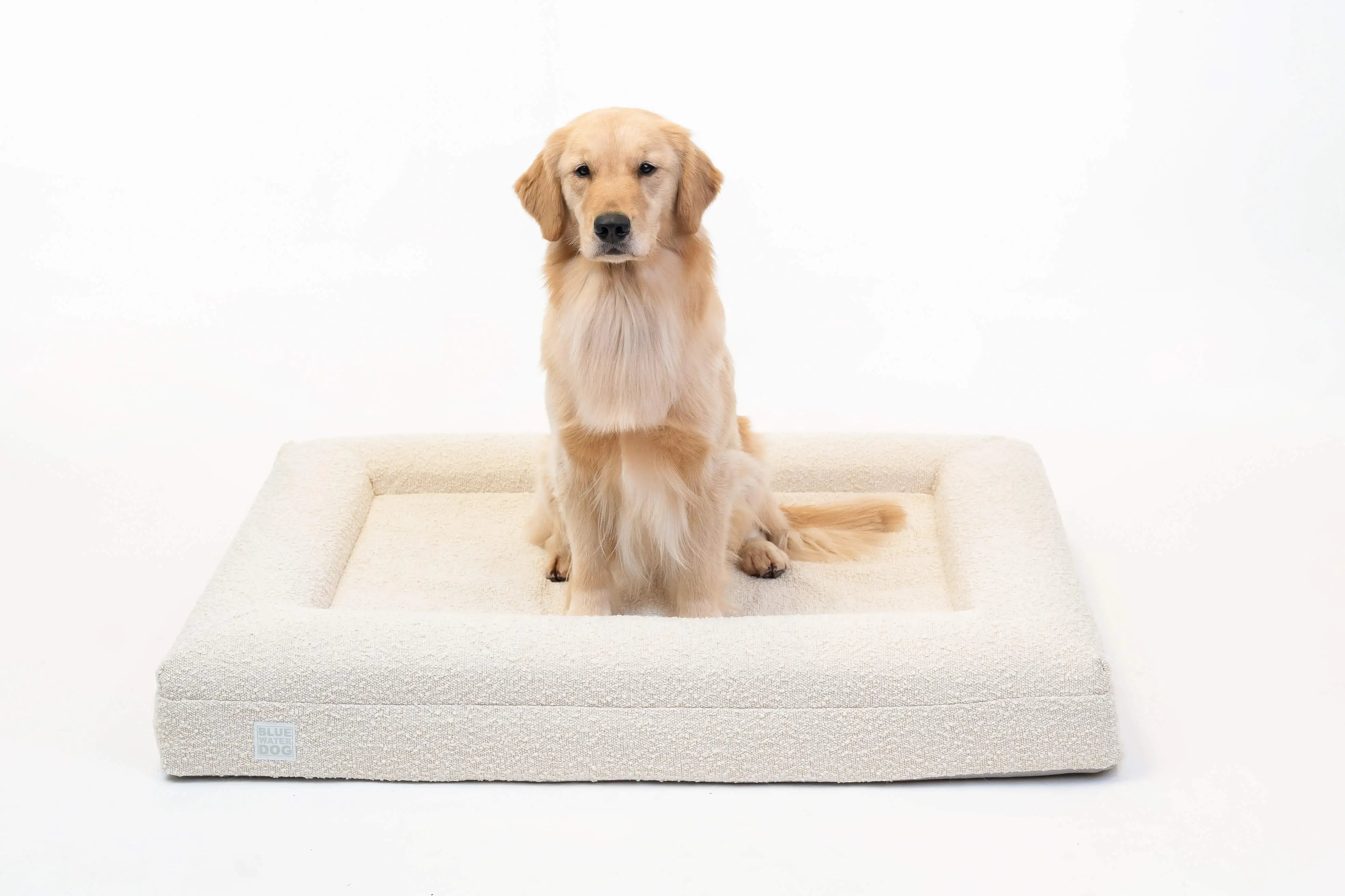 Golden Retriever sitting on a large, cloud-colored orthopedic memory foam boucle dog bed.