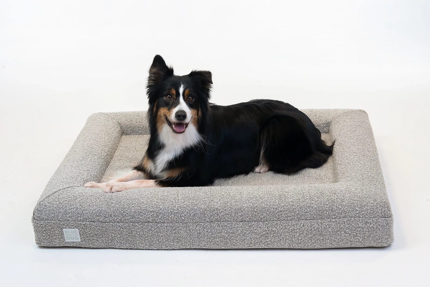 Australian Shepherd laying on a large, sand-colored orthopedic memory foam boucle dog bed.