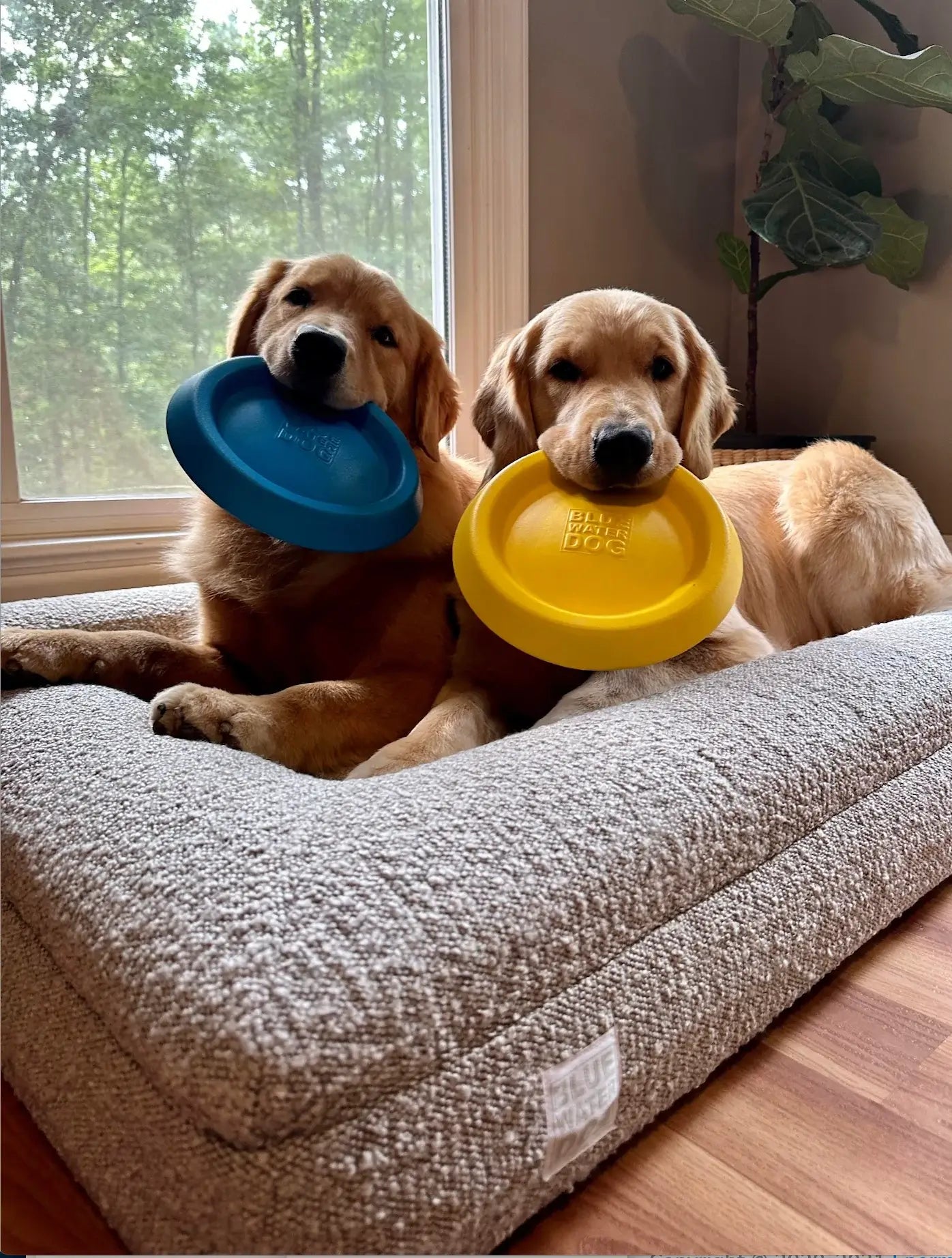 Two Golden Retrievers holding frisbees in their mouths while laying on a large, sand-colored orthopedic memory foam boucle dog bed.
