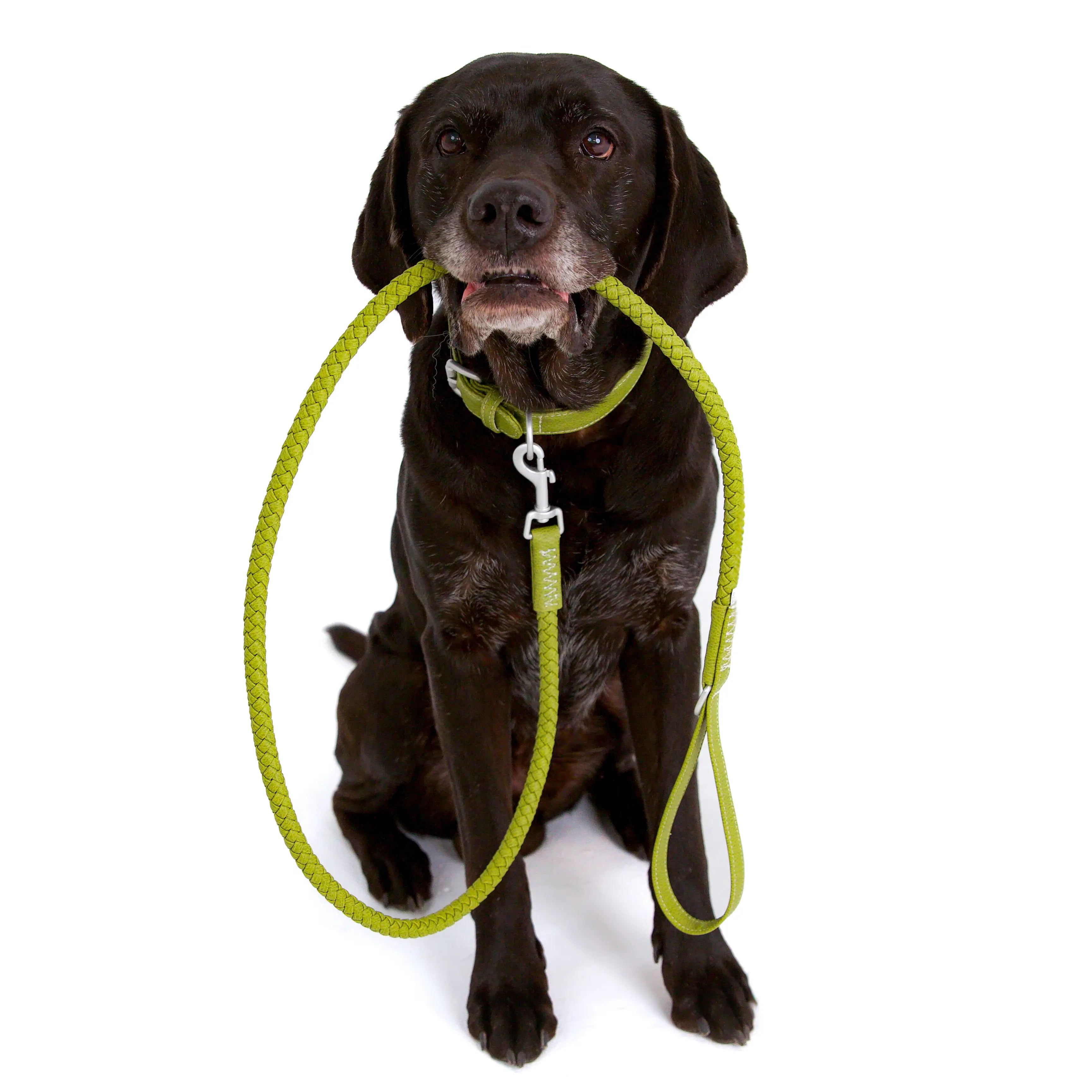 Bluewater Dog Collar in Lime
