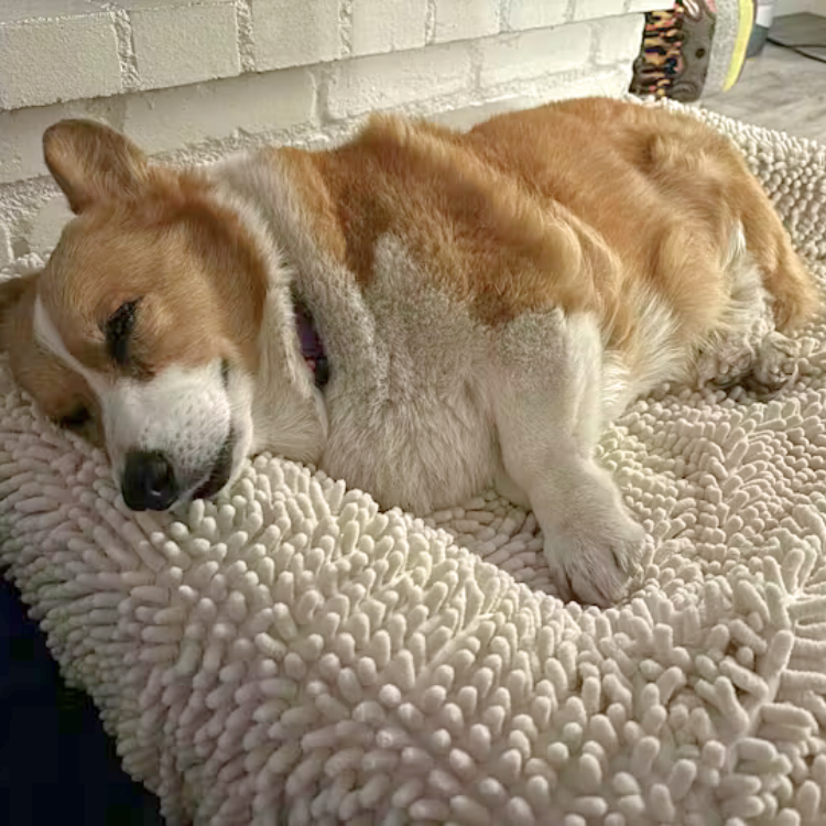Corgi laying on a Bluewater Dog bouclé bed with towel cover