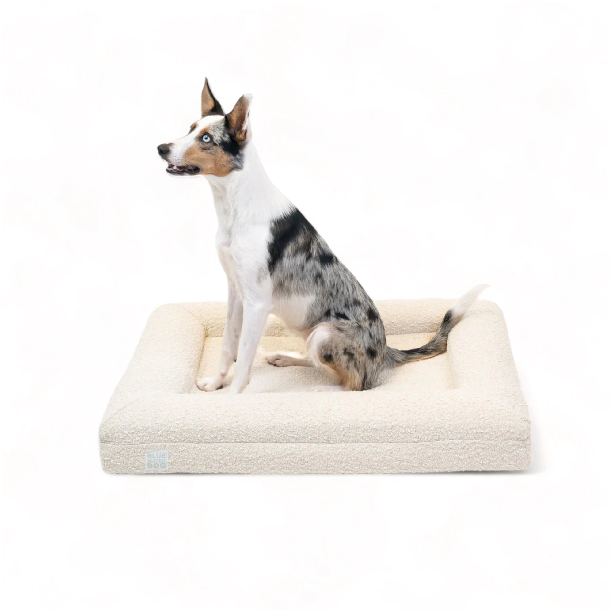 Border Collie sitting on a medium, cloud-colored orthopedic memory foam boucle dog bed