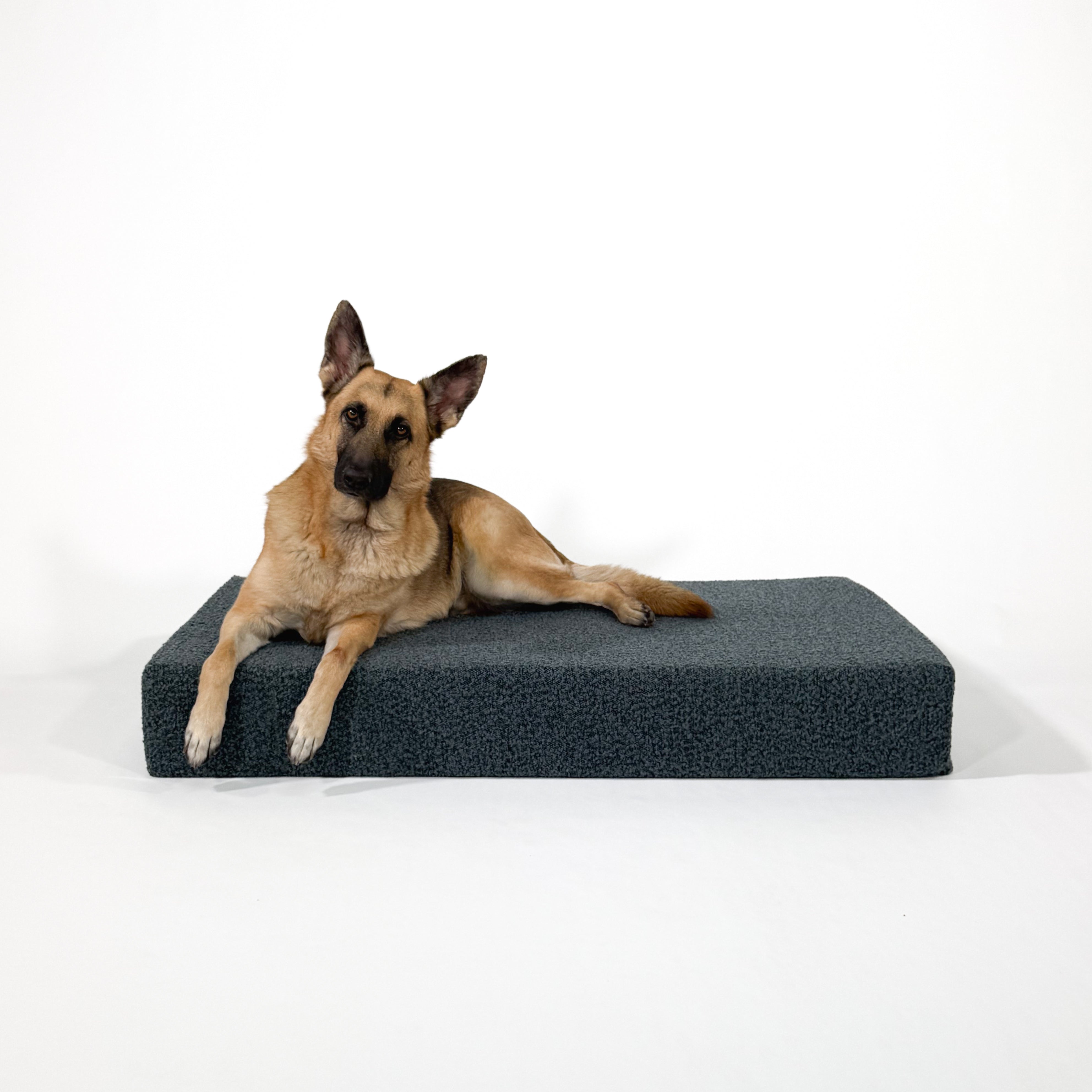 Dog lying on a ocean blue boucle pet bed against a white background.
