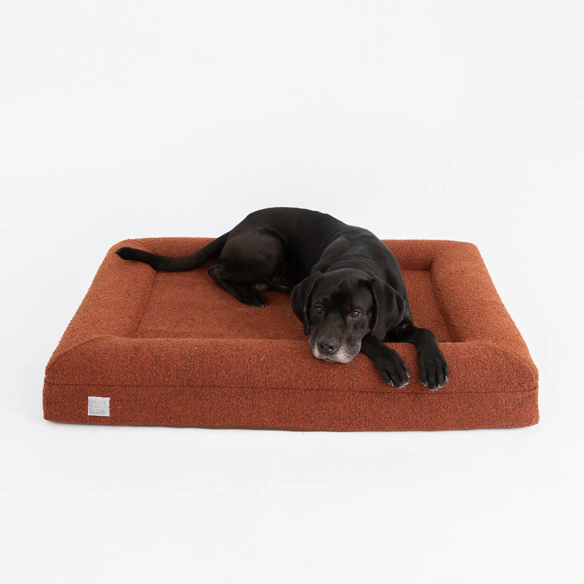 Labrador laying down on an orthopedic dog bed in the color pumpkin spice.