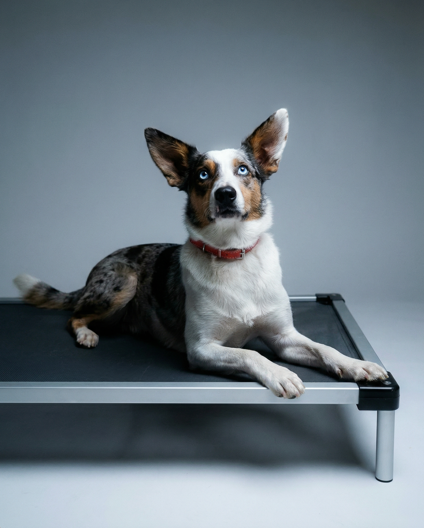 Elevated Dog Bed (Aluminum)
