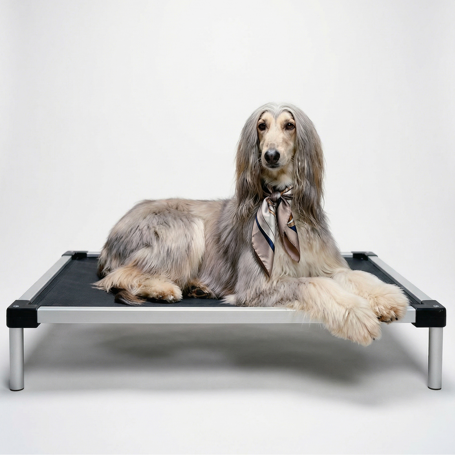 Dog lying on a elevated pet bed with a plain background