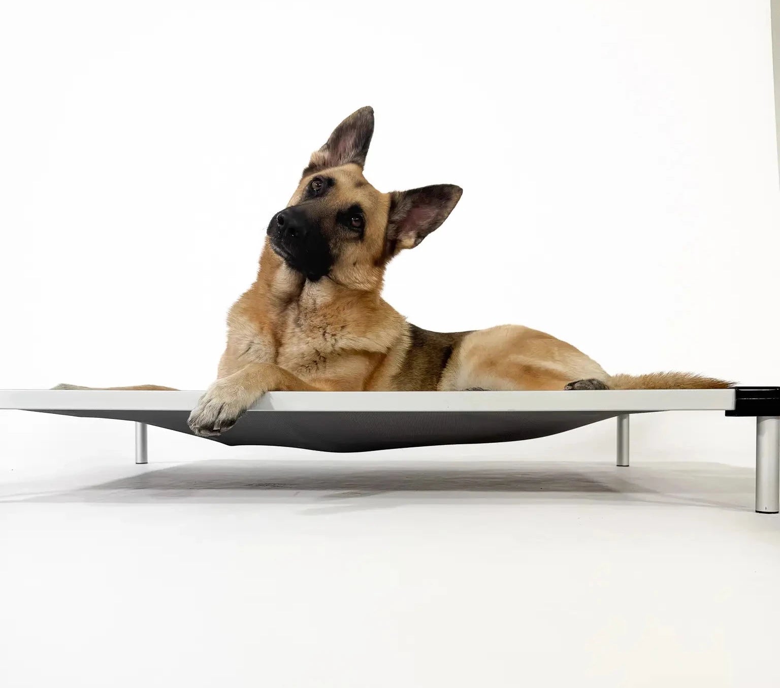 German Shepherd lying on a elevated pet bed with a white background