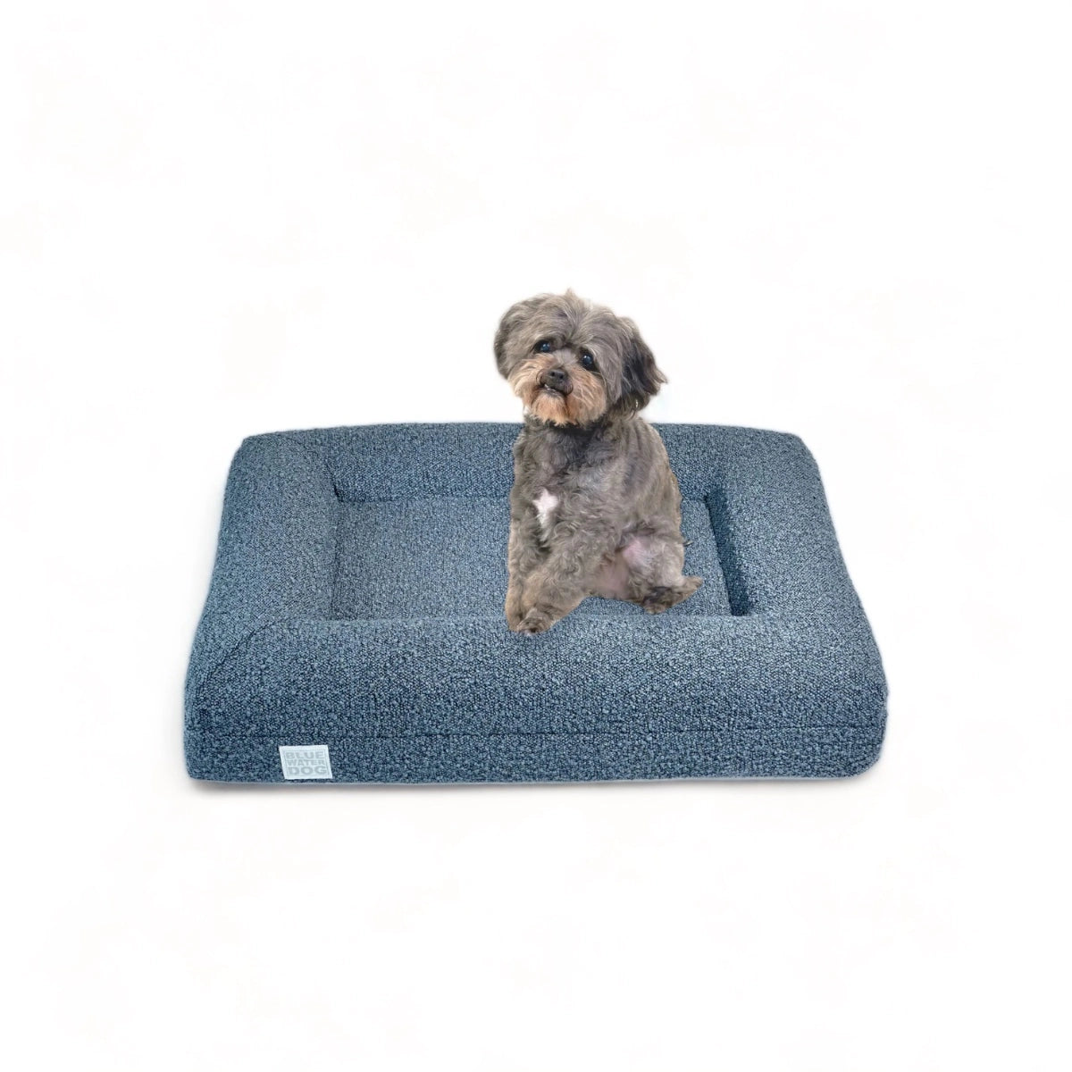 Shihpoo sitting on a small, blue-colored orthopedic memory foam boucle dog bed