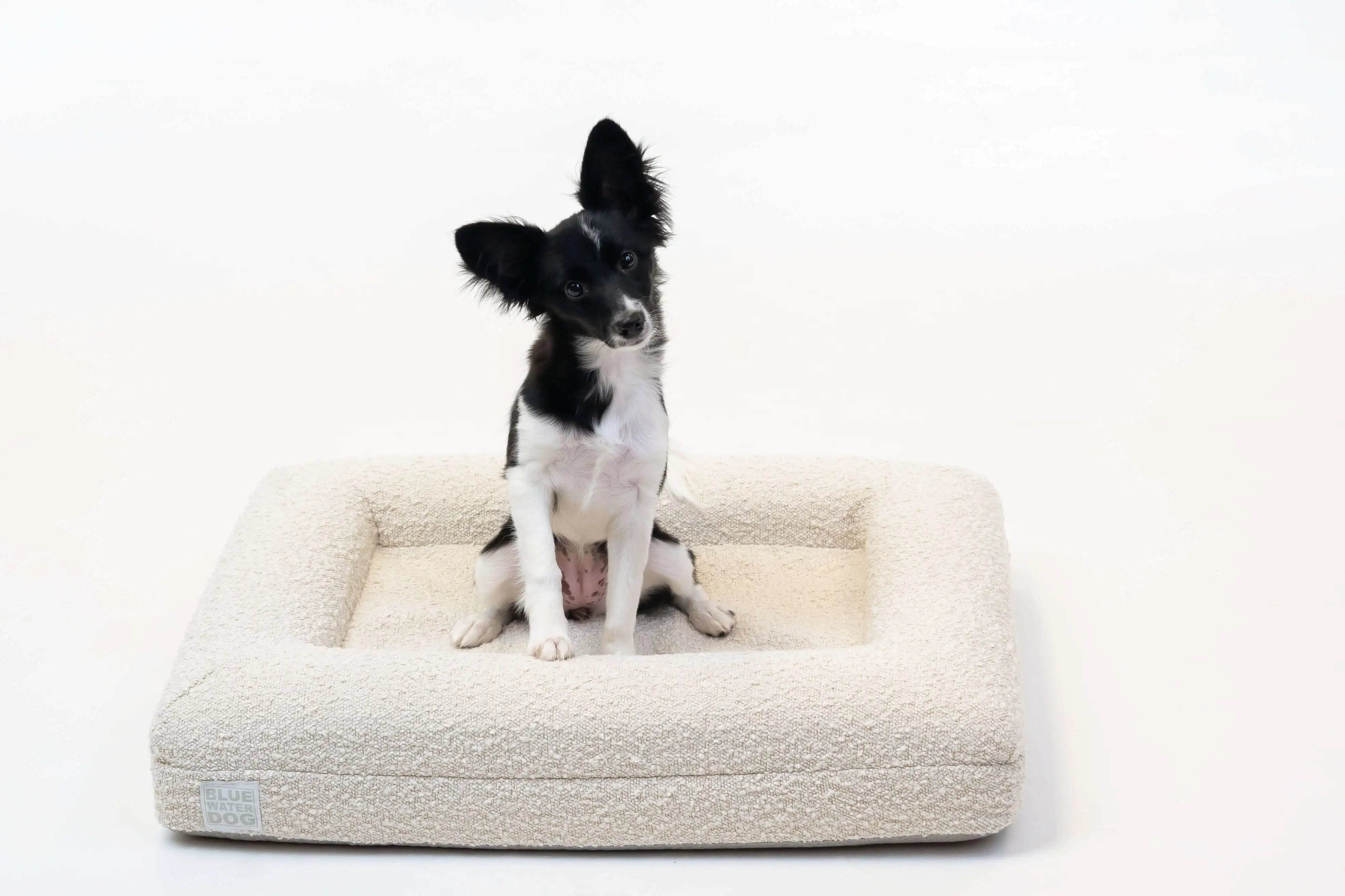 Border Collie sitting on a small, cloud-colored orthopedic memory foam boucle dog bed
