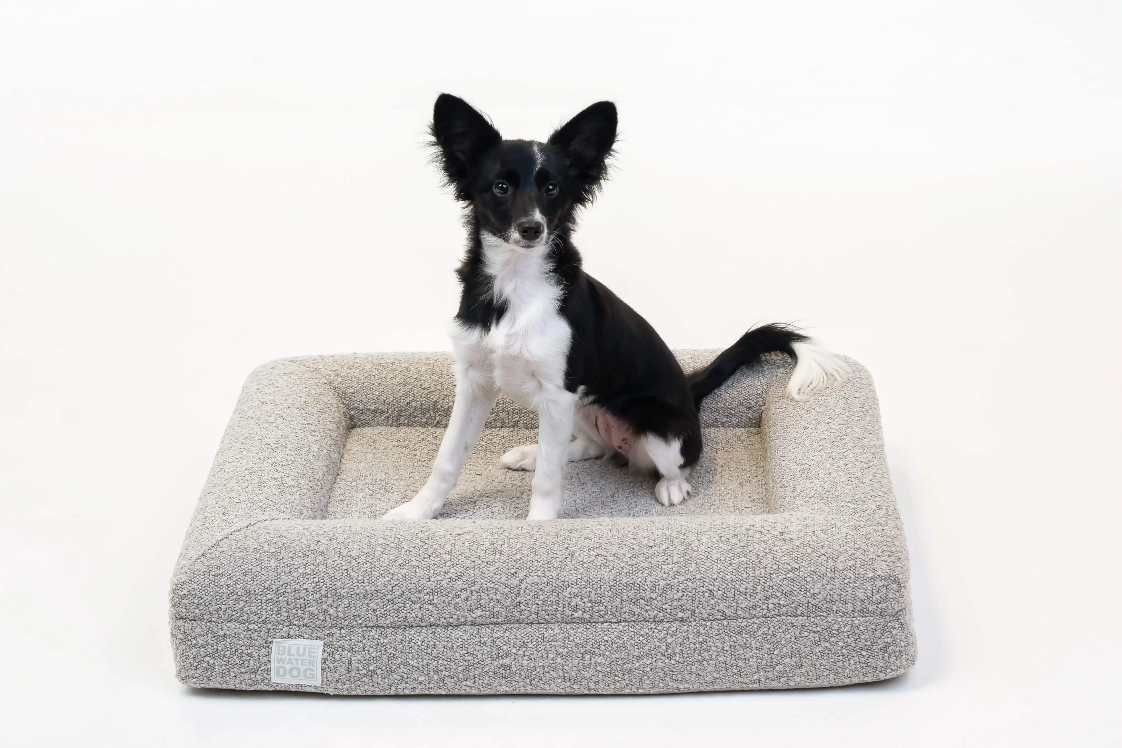 Border Collie sitting on a small, sand-colored orthopedic memory foam boucle dog bed.