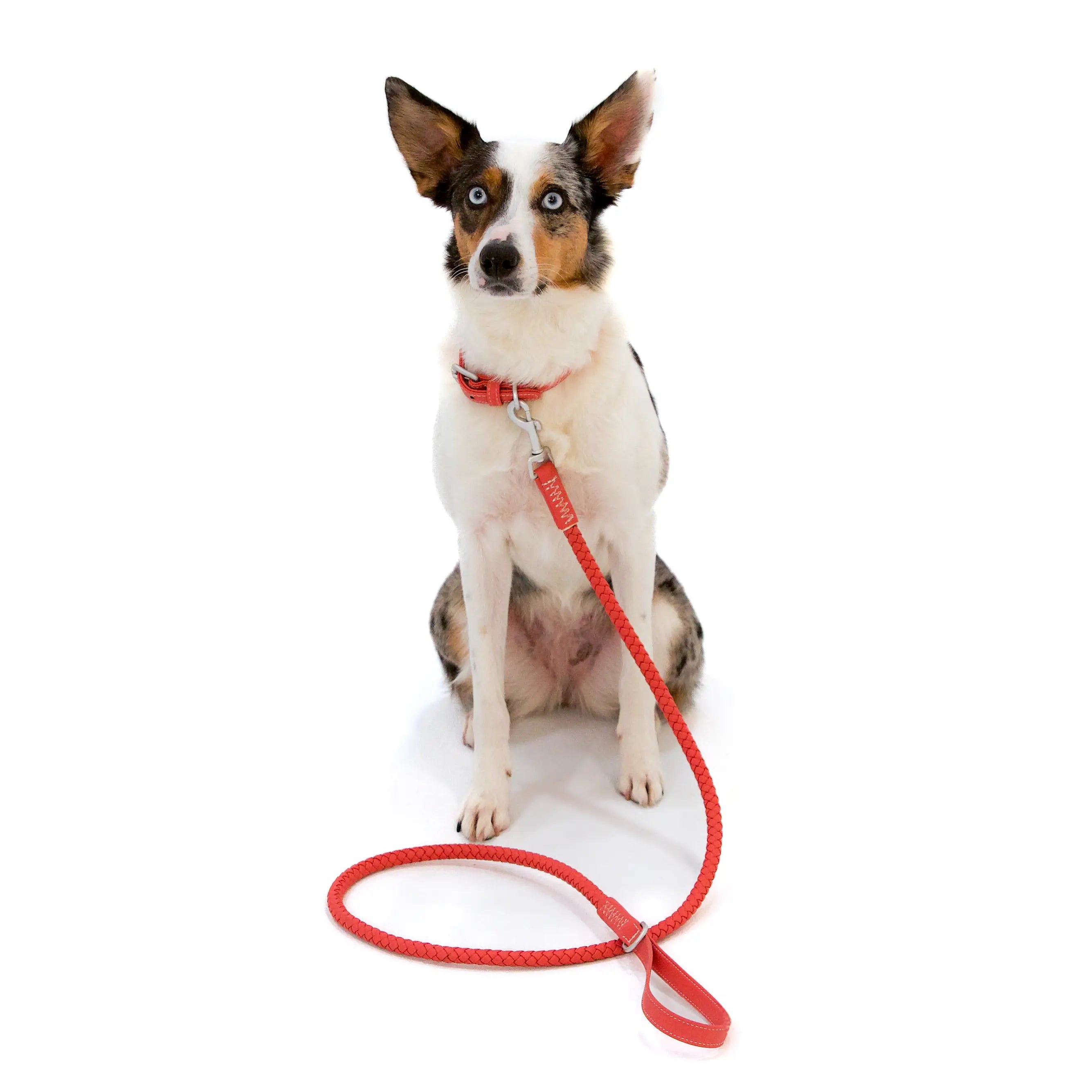 Bluewater Dog Collar in Strawberry