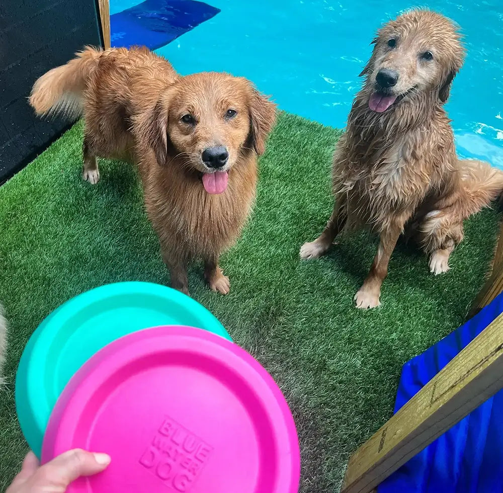 Two wet Golden Retrievers looking at teal and pink dog frisbees in front of a pool.