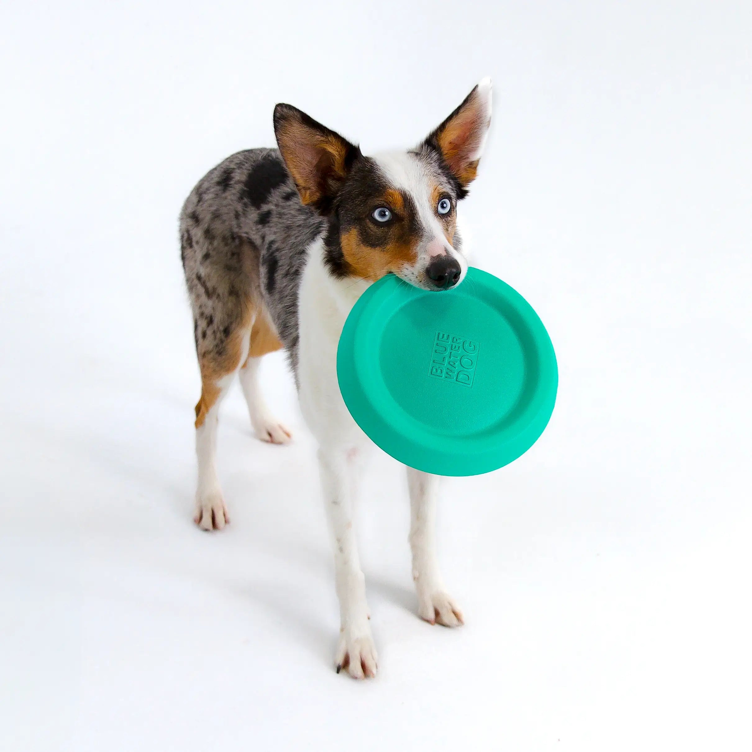 Floating, Waterproof, Durable Foam Bluewater Dog Frisbee in Teal