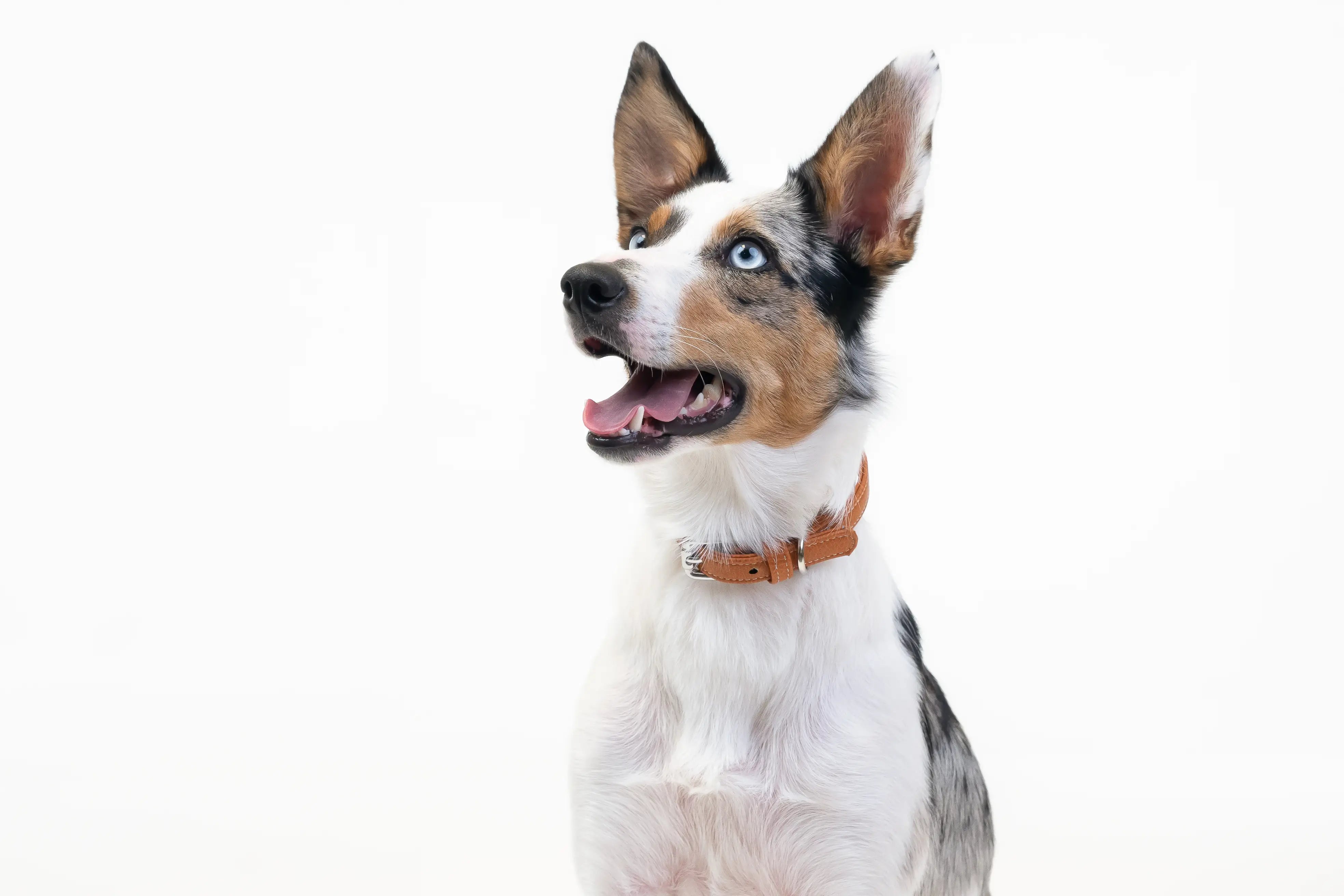 Border Collie wearing a waterproof and durable dog collar with vegan leather and marine grade anodized aluminum hardware in the color fox.