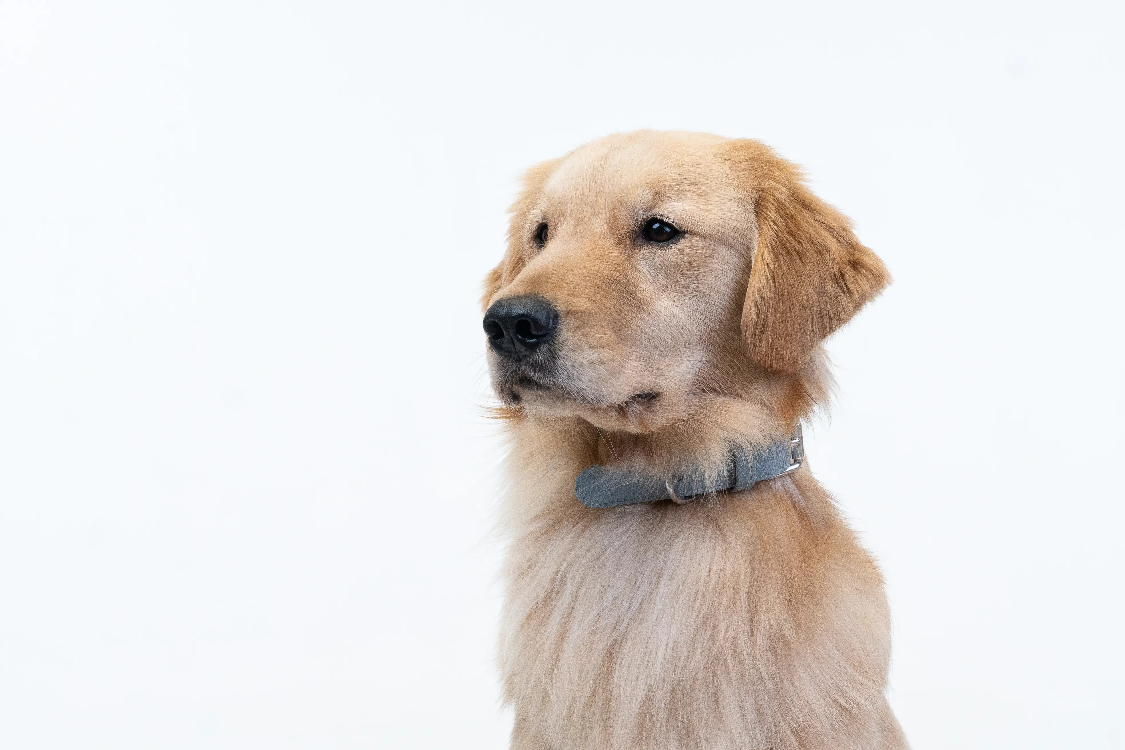 Golden Retriever wearing a waterproof and durable dog collar with vegan leather and marine grade anodized aluminum hardware in the color London blue.
