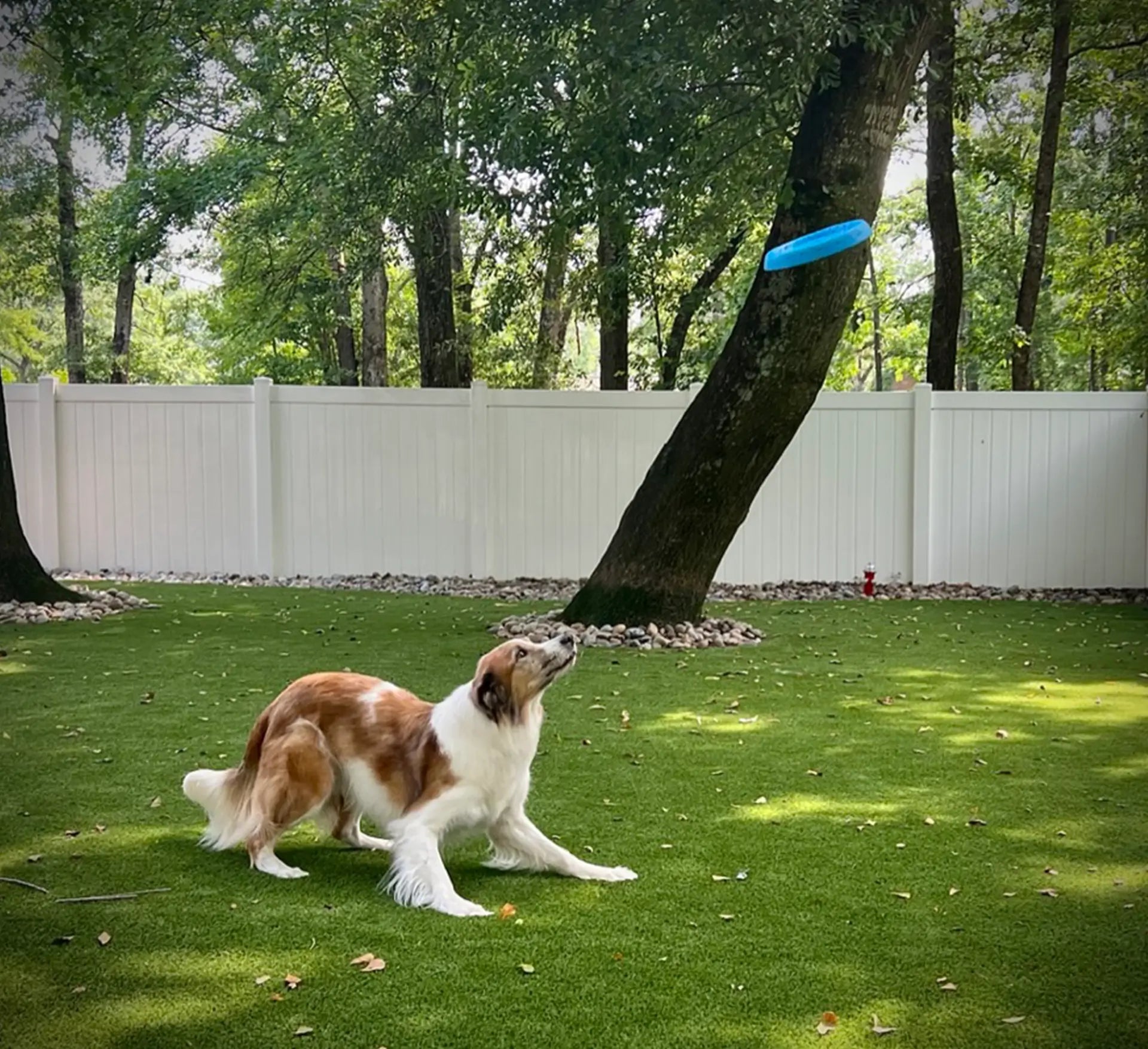 Border Collie is about to jump and catch a blue dog frisbee.