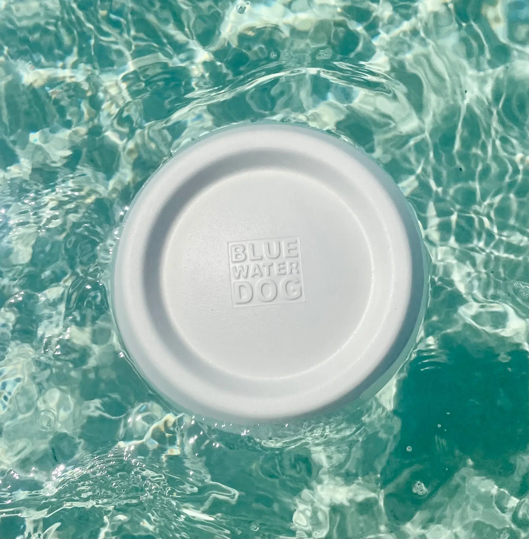 White dog frisbee floating in light blue water.
