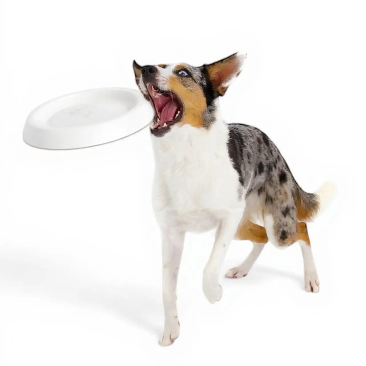 Floating, Waterproof, Durable Foam Bluewater Dog Frisbee in White