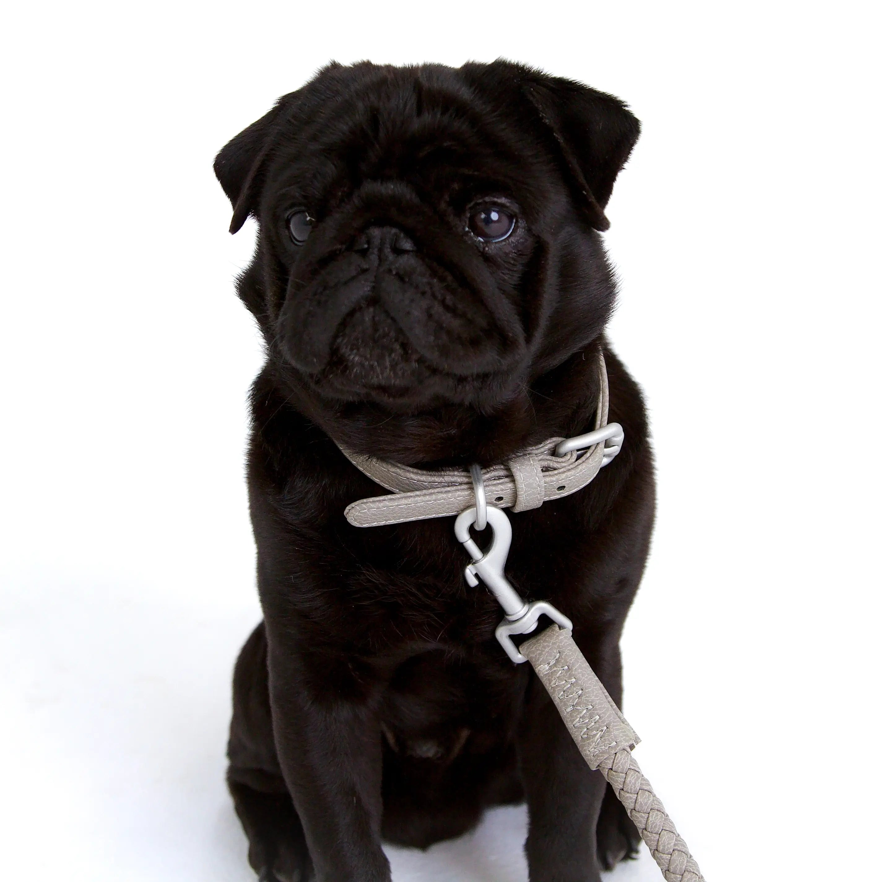 Bluewater Dog Collar in Winter