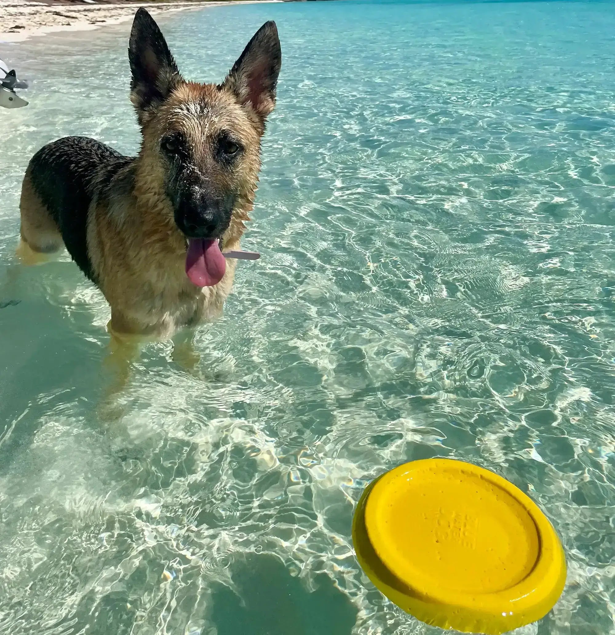 Yellow dog frisbee floating in the ocean with a German Shepherd.