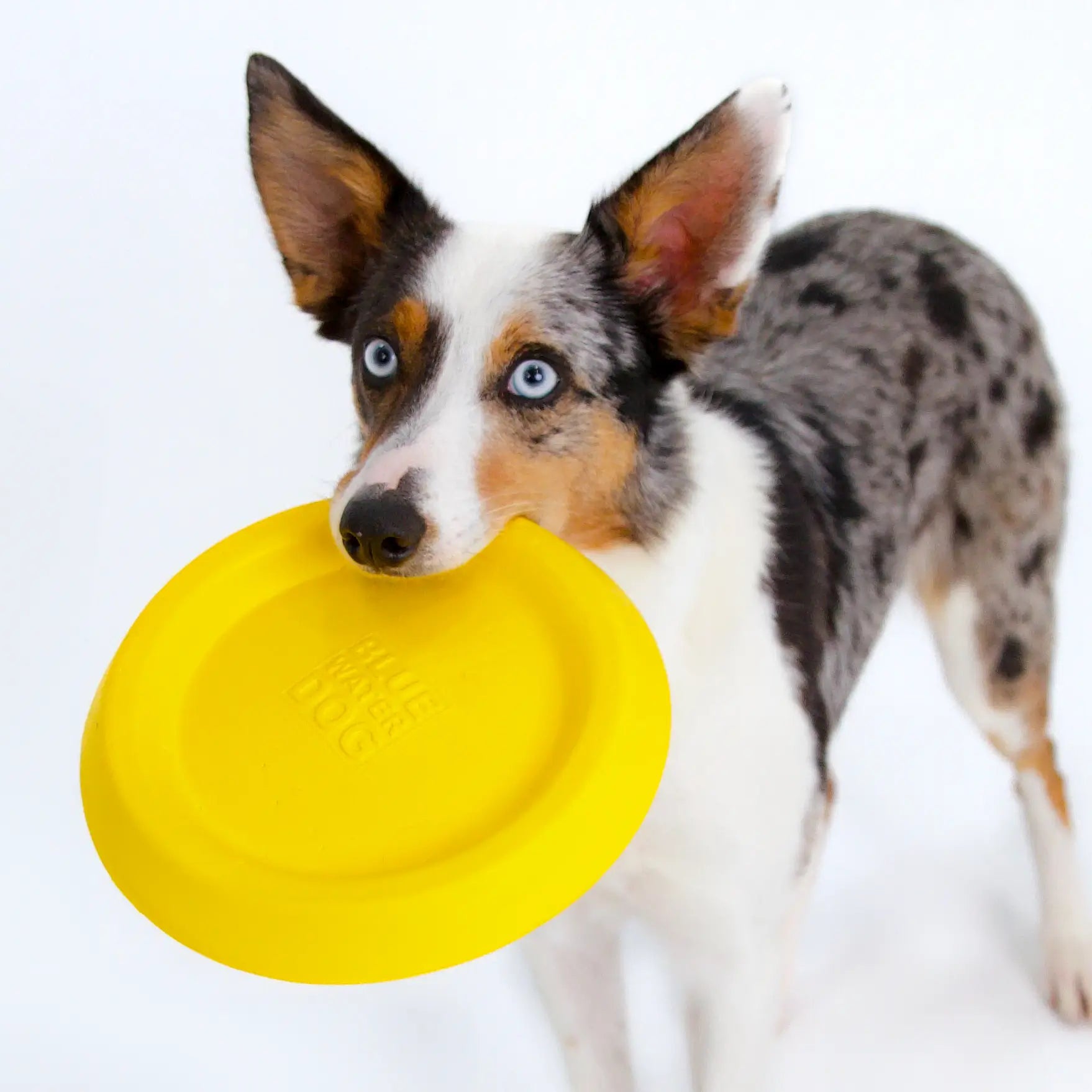 Floating, Waterproof, Durable Foam Bluewater Dog Frisbee in Yellow