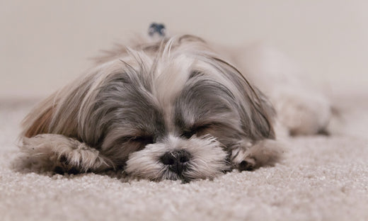 Orthopedic vs Memory Foam Dog Bed