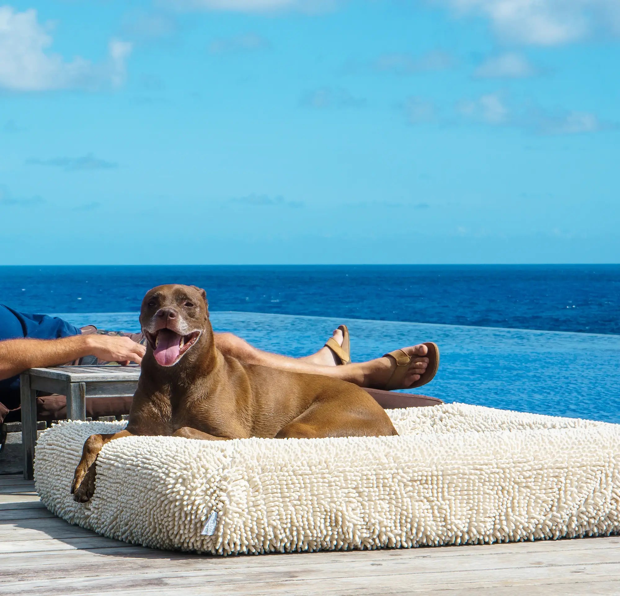 Dog laying on top of a cream-colored shaggy towel cover on top of an orthopedic memory foam rectangular dog bed with bolsters by a pool overlooking the ocean.