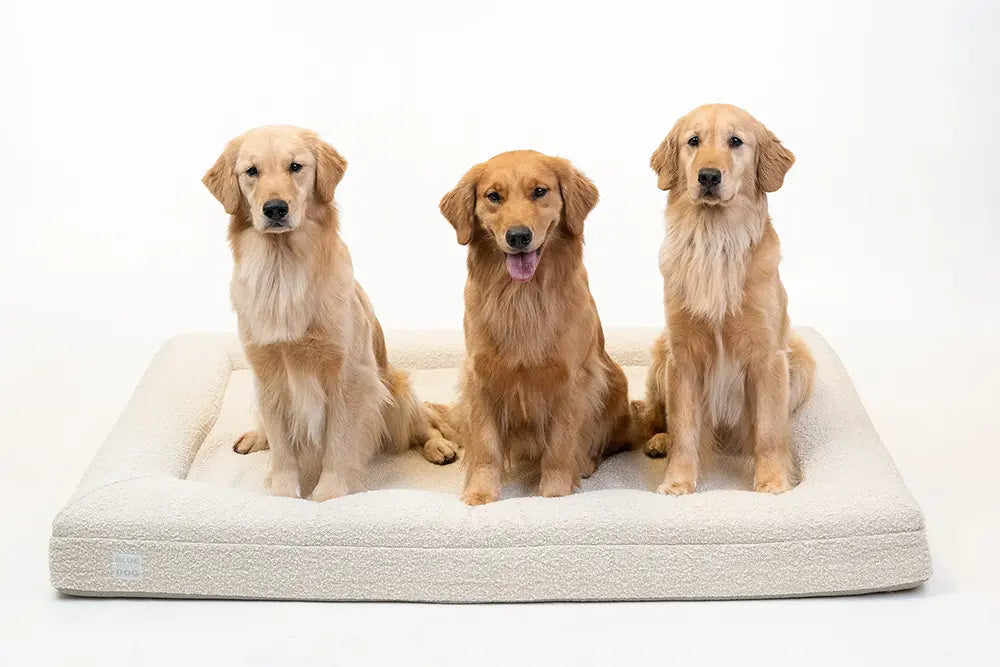 Three golden retrievers sitting on extra large, cloud-colored orthopedic memory foam boucle dog bed