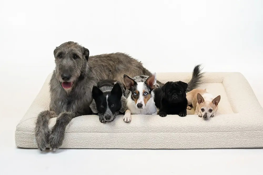 Five dogs ranging in sizes laying on extra large, cloud-colored orthopedic memory foam boucle dog bed.