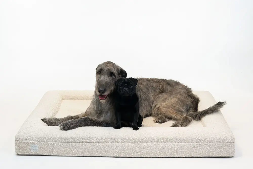 Irish Wolfhound and a pug laying together on extra large, cloud-colored orthopedic memory foam boucle dog bed.