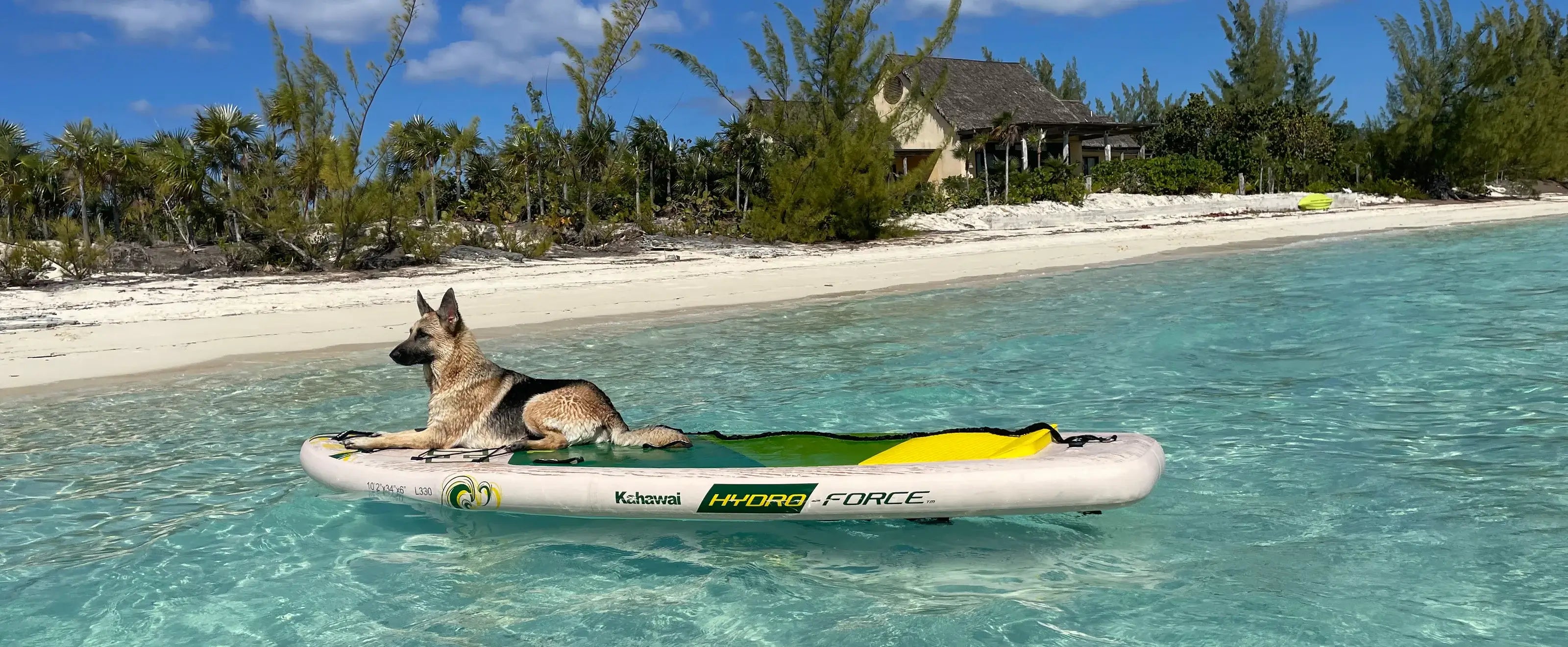 German Shepherd on a paddle board in Caribbean blue water.
