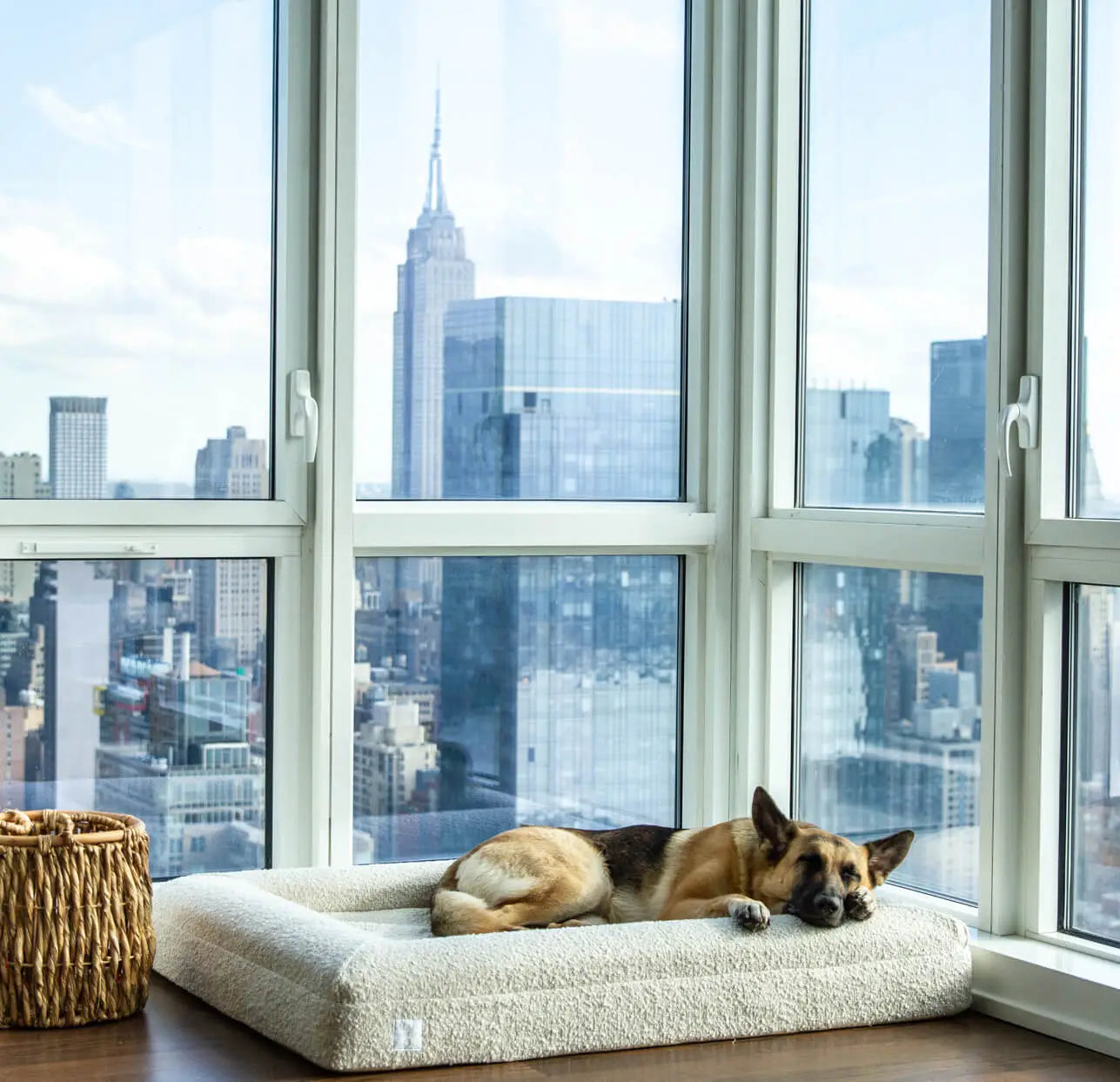 German Shepherd laying on a large, cloud-colored orthopedic memory foam boucle dog bed with New York City in the Background.