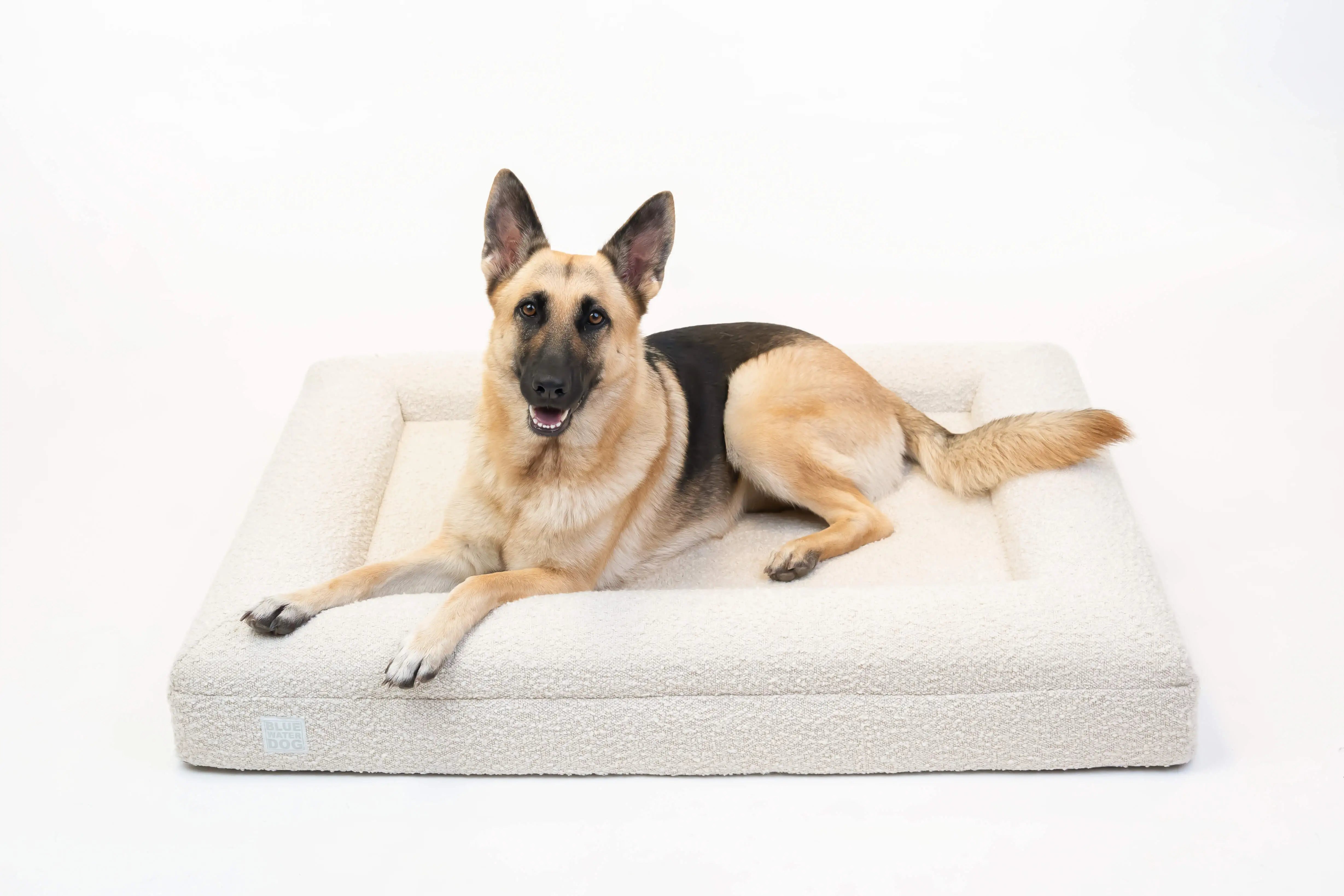 German Shepherd laying on a large, cloud-colored orthopedic memory foam boucle dog bed.