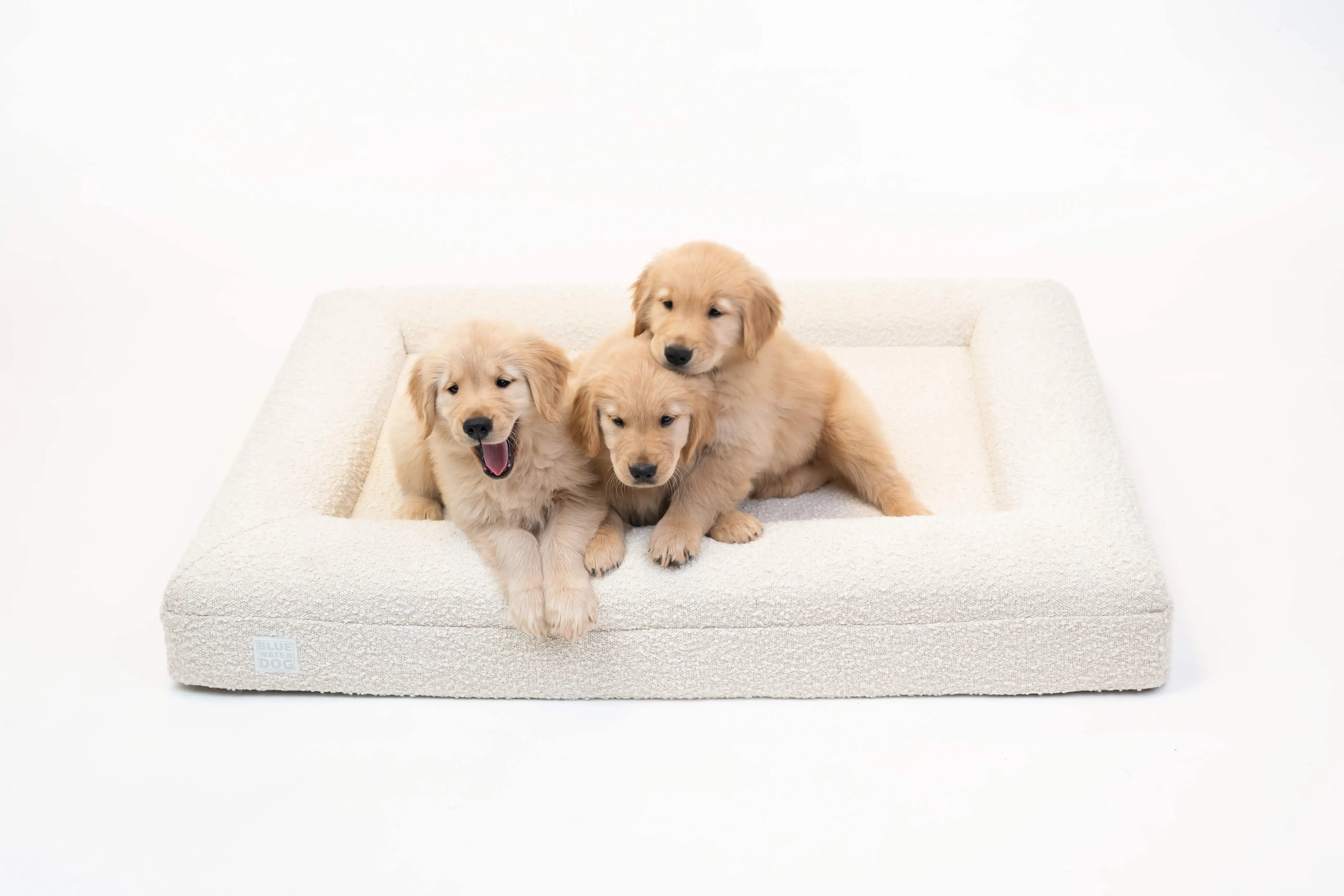 Golden Retriever puppies laying on a large, cloud-colored orthopedic memory foam boucle dog bed.